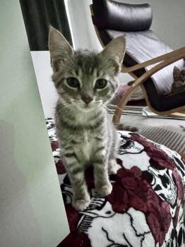 Bell -  Domestic Short Hair Cat for Adoption in Oak Park, Michigan - Bell | PetCurious