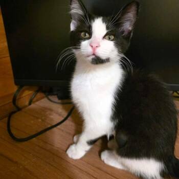 Nova -  Tuxedo and Domestic Short Hair Cat for Adoption in Gladstone, Oregon - Nova | PetCurious