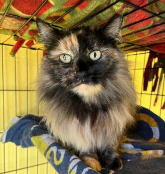 Domestic Long Hair Cats Available for Adoption - Moira | PetCurious