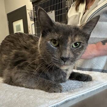 Domestic Short Hair Cats Available for Adoption - Chloe | PetCurious
