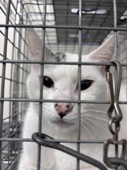 STIMLEY -  Domestic Short Hair Cat for Adoption in Las Vegas, Nevada - STIMLEY | PetCurious