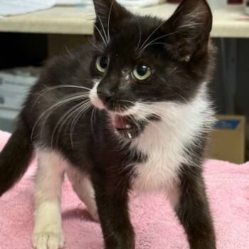 Rescue Domestic Short Hair Cats for Adoption in Vineland, New Jersey - Benny | PetCurious