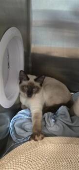 TOKI -  Domestic Short Hair Cat for Adoption in Fort Walton Beach, Florida - TOKI | PetCurious