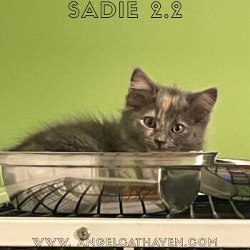 Rescue Domestic Medium Hair Cats for Adoption in Plainville, Massachusetts - Sadie 2.2 | PetCurious