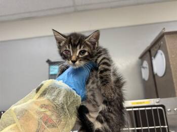 LEELA -  Domestic Short Hair Cat for Adoption in Colorado Springs, Colorado - LEELA | PetCurious