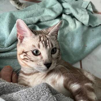 Domestic Short Hair Cats Available for Adoption - Butterscotch | PetCurious