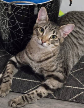 Rescue Domestic Short Hair Cats for Adoption in Salinas, California - George | PetCurious