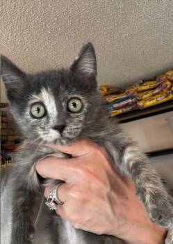 Rescue Domestic Short Hair Cats for Adoption in Hutchinson, Minnesota - Phoebe And Janice | PetCurious