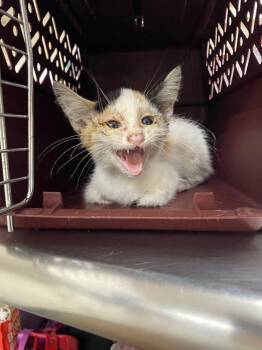 Eve -  Domestic Short Hair Cat for Adoption in Chico, California - Eve | PetCurious
