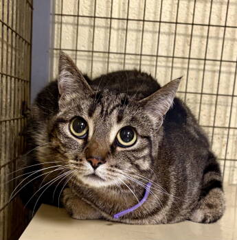 Rescue Tabby and Domestic Short Hair Cats for Adoption in Crossville, Tennessee - PHOEBE ROSER (Spayed!) | PetCurious