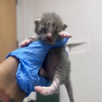 Stoneley -  Domestic Short Hair Cat for Adoption in Philadelphia, Pennsylvania - Stoneley | PetCurious