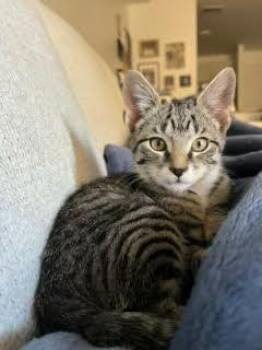 Rescue Tabby and Domestic Short Hair Cats for Adoption in UNIVERSITY PA, Maryland - Baba | PetCurious