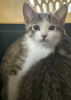 Domestic Short Hair Cats Available for Adoption in Conroe, Texas - HAZEL | PetCurious