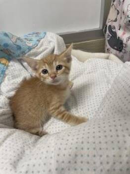 Slinky -  Tabby Cat for Adoption in Parlier, California - Slinky | PetCurious