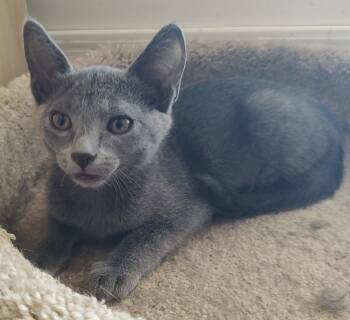 Domestic Short Hair Cats Available for Adoption in Phoenix, Arizona - Misty | PetCurious