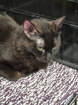 Domestic Medium Hair Cats Available for Adoption in Calgary, Alberta - Mason | PetCurious