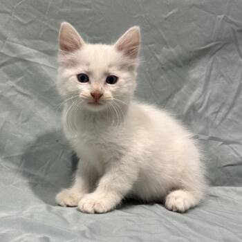 Alabaster -  Domestic Medium Hair Cat for Adoption in Abilene, Texas - Alabaster | PetCurious