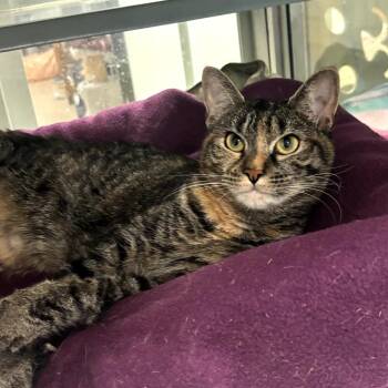 Julisa -  Domestic Short Hair Cat for Adoption in Walden, New York - Julisa | PetCurious
