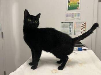 Caviar -  Domestic Short Hair Cat for Adoption in Kansas City, Missouri - Caviar | PetCurious