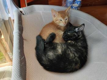 Carmine -  Domestic Short Hair Cat for Adoption in Topeka, Kansas - Carmine | PetCurious