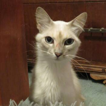 Mayo 22752 Foster Needed -  Siamese Cat for Adoption in Minneapolis, Minnesota - Mayo 22752 Foster Needed | PetCurious