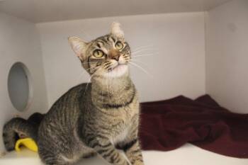 Pint-Sized Paws -  Domestic Short Hair Cat for Adoption in Chestertown, Maryland - Pint-Sized Paws | PetCurious