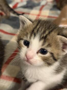 Paco -  Domestic Short Hair Cat for Adoption in Wheaton, Illinois - Paco | PetCurious