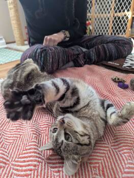 Domestic Short Hair Cats Available for Adoption - Denmark | PetCurious