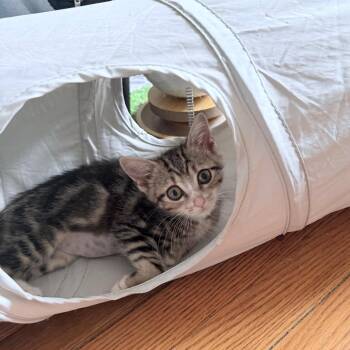 Phoenix -  Domestic Short Hair Cat for Adoption in Westhampton, New York - Phoenix | PetCurious