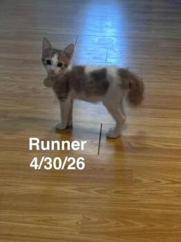 Runner -  Domestic Short Hair Cat for Adoption in Zimmerman, Minnesota - Runner | PetCurious