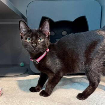 DR. LIZ -  Domestic Short Hair Cat for Adoption in Leesburg, Virginia - DR. LIZ | PetCurious