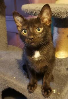 Domestic Short Hair Cats Available for Adoption - Dean (with Sam) | PetCurious