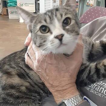 Rescue Domestic Short Hair Cats for Adoption in Myrtle Beach, South Carolina - Grinch- Bonded To Seven | PetCurious