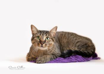 Octavia -  Domestic Short Hair Cat for Adoption in Birmingham, Alabama - Octavia | PetCurious