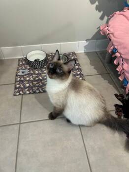 Rescue Siamese and Domestic Short Hair Cats for Adoption in Hastings, Minnesota - Roxie | PetCurious