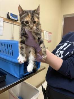 Nike -  Domestic Short Hair Cat for Adoption in West Chester, Pennsylvania - Nike | PetCurious