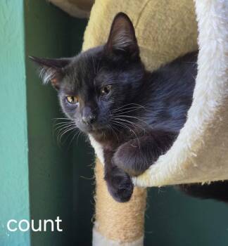 Count -  Domestic Short Hair Cat for Adoption in Oviedo, Florida - Count | PetCurious