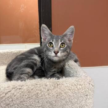 Tow Mater -  Domestic Short Hair Cat for Adoption in Detroit Lakes, Minnesota - Tow Mater | PetCurious