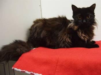 Domestic Long Hair Cats Available for Adoption - COCOA | PetCurious