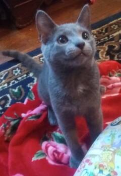 Rescue Domestic Short Hair Cats for Adoption in Scotland Neck, North Carolina - Hopper | PetCurious