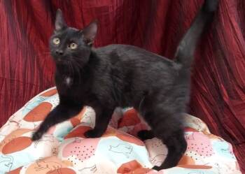 Zemi -  Domestic Short Hair Cat for Adoption in Salt Lake City, Utah - Zemi | PetCurious