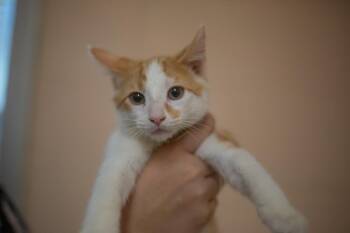 Slinky -  Domestic Short Hair and Tabby Cat for Adoption in Mountain Home, Arkansas - Slinky | PetCurious