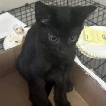 Domestic Short Hair Cats Available for Adoption in La Grange, Kentucky - Clove | PetCurious