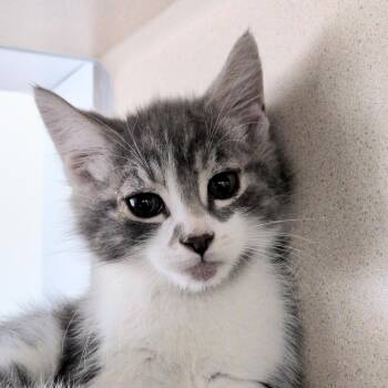 Breaststroke -  Domestic Short Hair Cat for Adoption in Reno, Nevada - Breaststroke | PetCurious