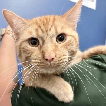 Domestic Short Hair Cats Available for Adoption in Columbus, Indiana - Cheeto | PetCurious