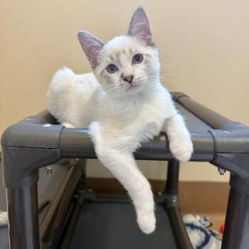 Goblin -  Domestic Short Hair Cat for Adoption in Agoura Hills, California - Goblin | PetCurious