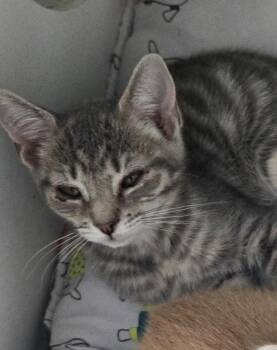Leia -  Domestic Short Hair Cat for Adoption in Hartsville, South Carolina - Leia | PetCurious