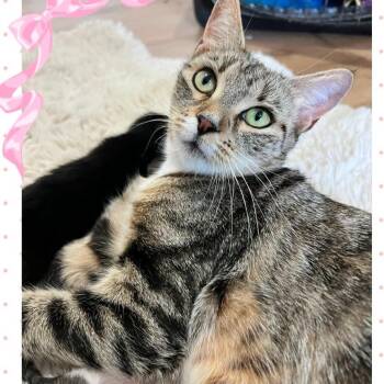 Mia "Mama Mia" -  Domestic Short Hair Cat for Adoption in Orangevale, California - Mia "Mama Mia" | PetCurious