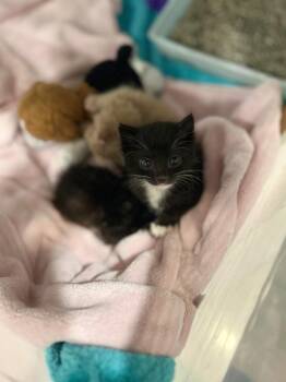 Mighty -  Domestic Short Hair Cat for Adoption in Diamond Springs, California - Mighty | PetCurious