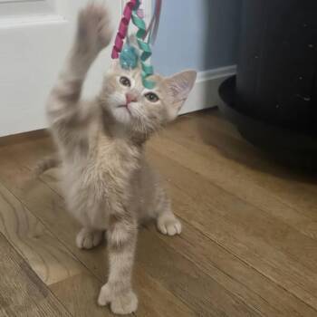 Donatello -  Domestic Short Hair Cat for Adoption in Jarrettsville, Maryland - Donatello | PetCurious